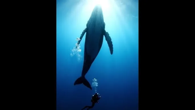 在哪里可以看免费视频 - 深蓝星球：探索海洋深处的未知世界